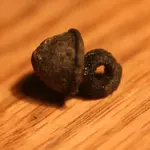 NH FINDS 05-20 031.webp