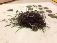 April 29, 2012 Chain in clump.webp