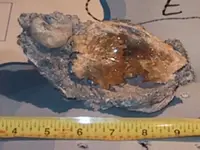 clam 1.webp