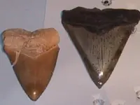 teeth 2.webp