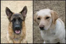 dogs.webp