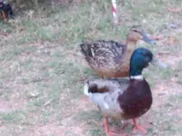 ducks.webp