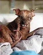 ugly dog.webp