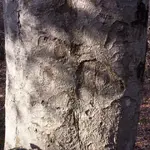 tree1.webp