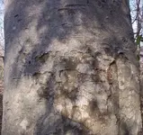 tree3.webp