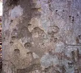 tree6.webp