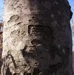 tree7.webp