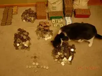 cat sniffing for silver.webp