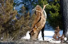 Elk.webp