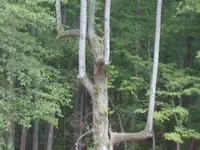 pointer tree.webp