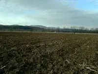 Feild 004.webp
