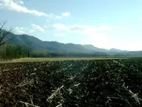 Feild 001.webp