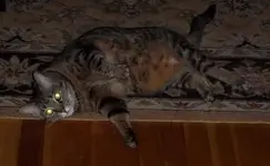 Sammy.webp