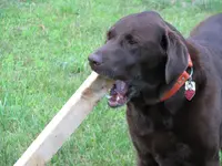 dakota chew.webp