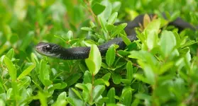 snake-1.webp