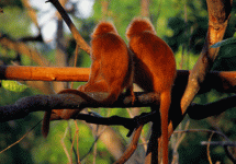 monkey tap.gif