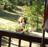 bear.webp