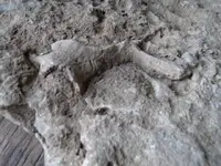 fossilindiana 001.webp fossilindiana 001.webp