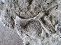 fossilindiana 002.webp