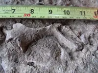 fossilindiana 003.webp