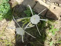 strange lily2.webp