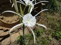 strange lily.webp