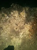 photo 5.webp