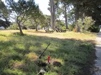 Median Strip finds 6-23-12 003.webp