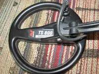 Colt 002.webp
