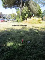 Median Strip finds 6-23-12 008.webp