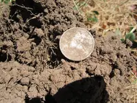 Median Strip finds 6-23-12 011.webp