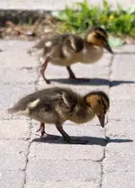 20120712_19.webp