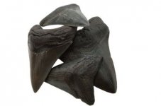 prehistoric-shark-teeth-texas-800x800.jpeg
