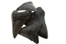 prehistoric-shark-teeth-texas-800x800.webp