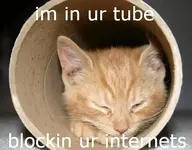 cutekitty.webp