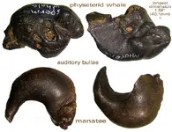 earboneswhalemanatee.webp