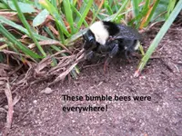Park Finds 7-14-12 006.webp