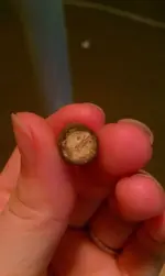 bullet1.webp