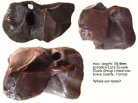 whale_ear_bone.webp