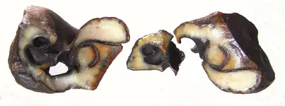 whale_ear_bone_X.webp