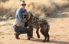 pet-hyena_1717095i.webp