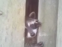 raccoon.webp