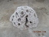 coral 005.webp
