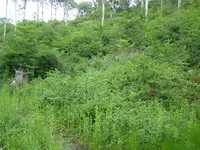 6.webp