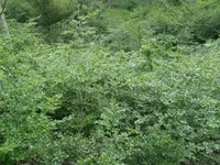 5.webp