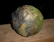 CC7112_Shell3.webp