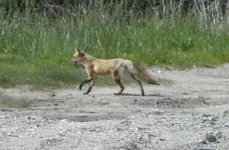 whatafox.webp