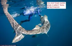 swiming-Tiger-Sharks-4.webp