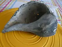 Florida Whelk (2).webp