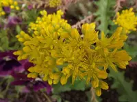 DSCF0753.webp